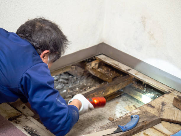 Attic Mold Removal in Flying Hills, PA