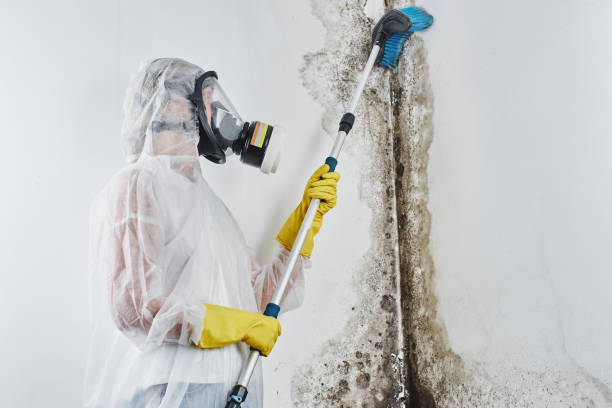 Best Certified Mold Removal  in Flying Hills, PA