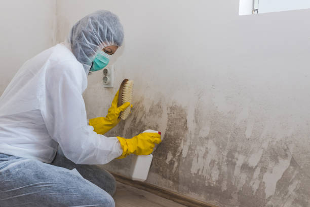 Best Toxic Mold Removal  in Flying Hills, PA