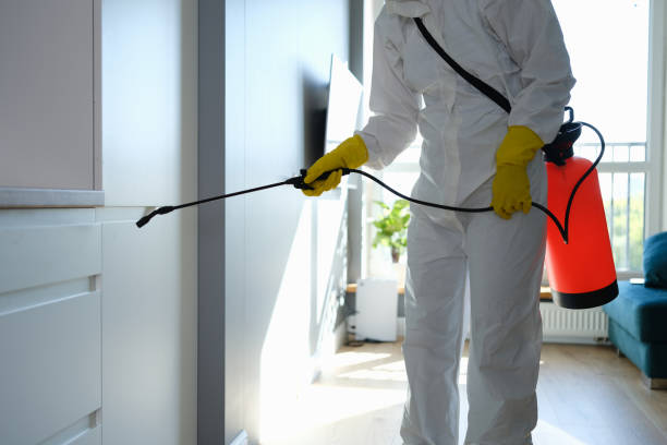 Best Same-Day Mold Removal  in Flying Hills, PA