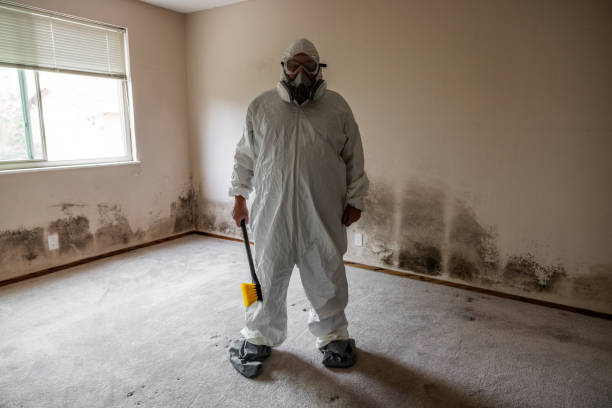 Best Attic Mold Removal  in Flying Hills, PA
